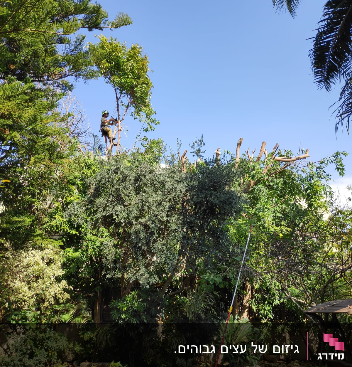 אדם גוזם עץ גבוה עם מסור חשמלי